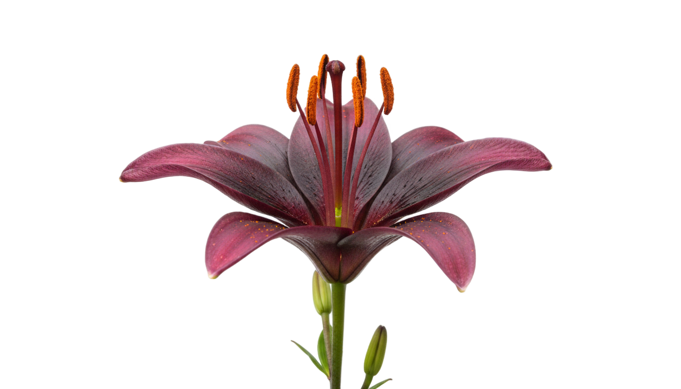 purple lily flower png PNG transparent background