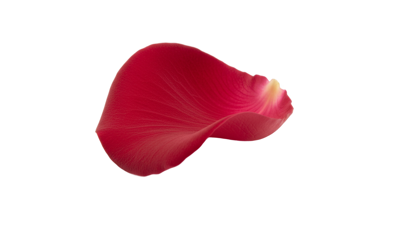 rose petal png PNG transparent background