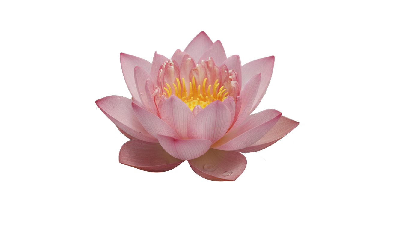 lotus gif png PNG transparent background