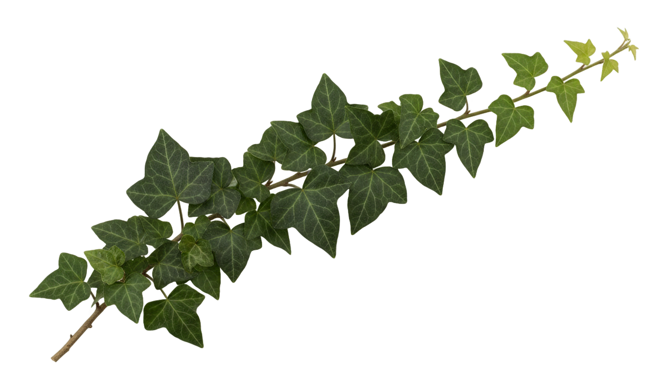 english ivy png PNG transparent background