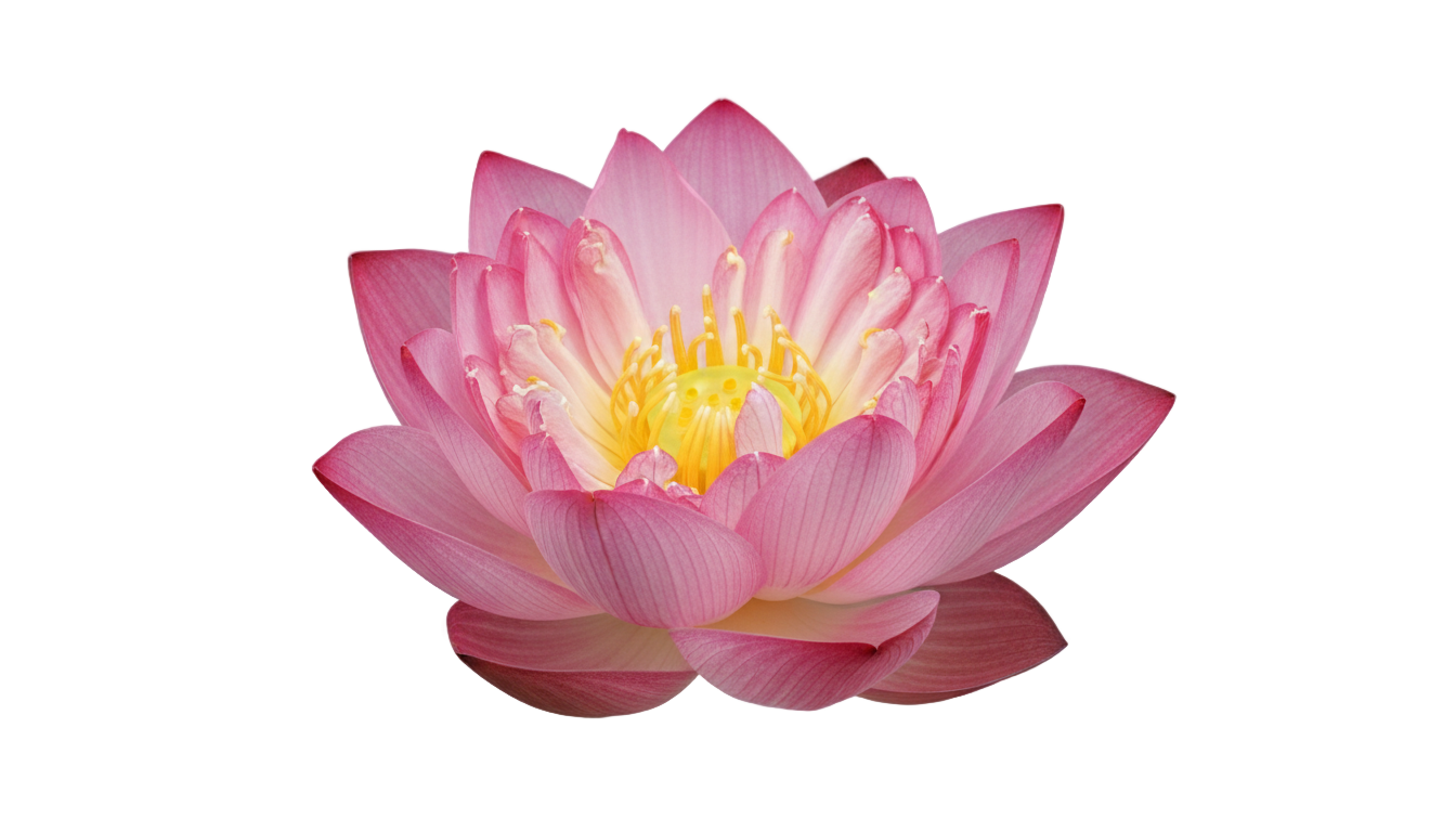 lotus flower png PNG transparent background