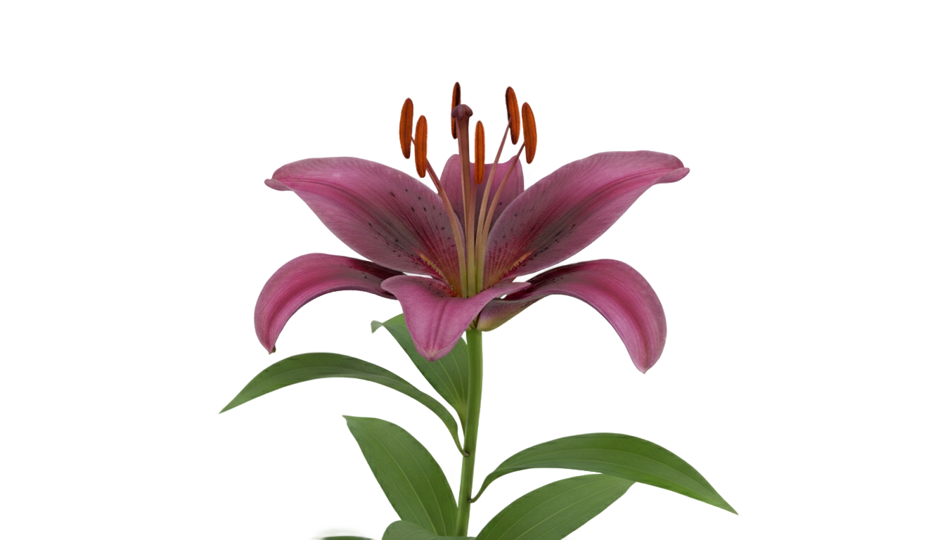 purple lily png PNG transparent background