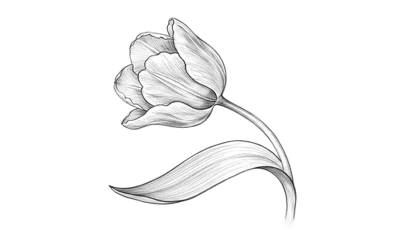 tulip drawing png PNG transparent background