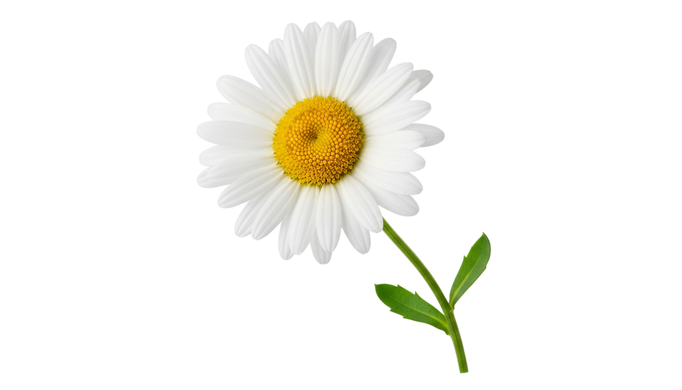 daisy clipart png PNG transparent background