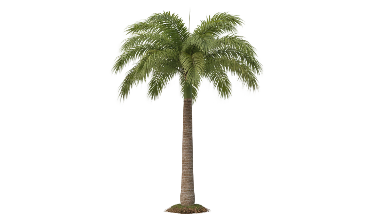 palm tree illustration png PNG transparent background