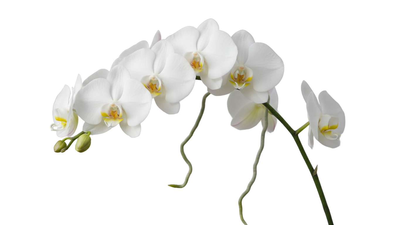 white phalaenopsis orchid png PNG transparent background