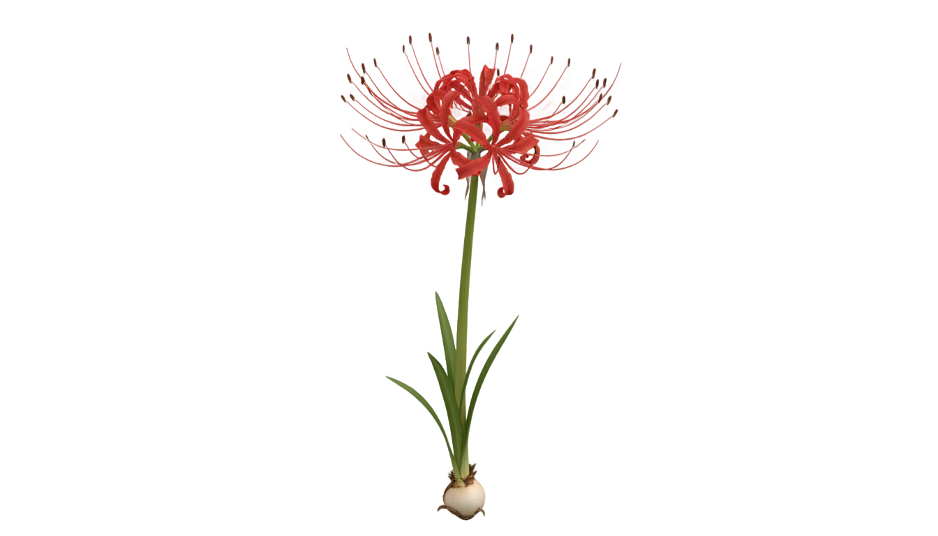 spider lily plant png PNG transparent background