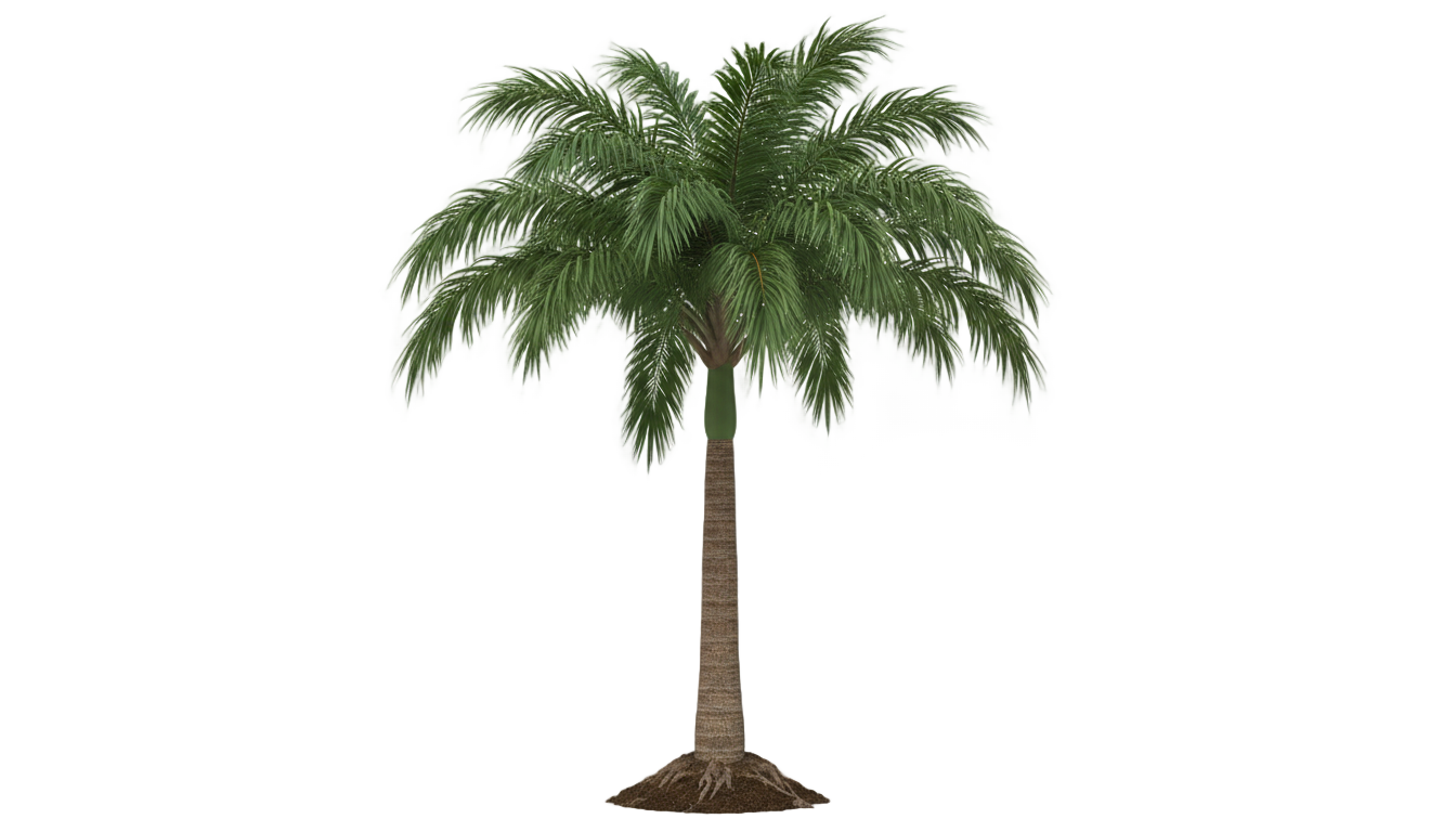 palm tree design png PNG transparent background