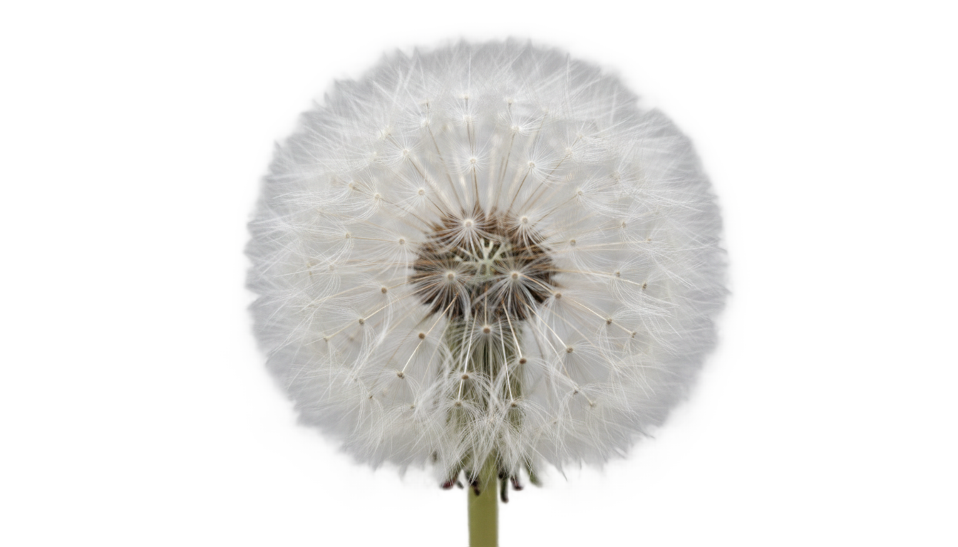 dandelion fluff png PNG transparent background