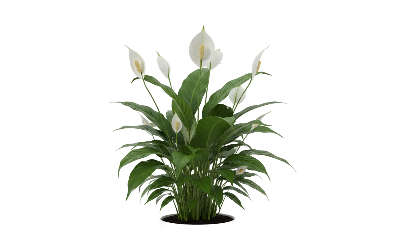peace lily png PNG transparent background