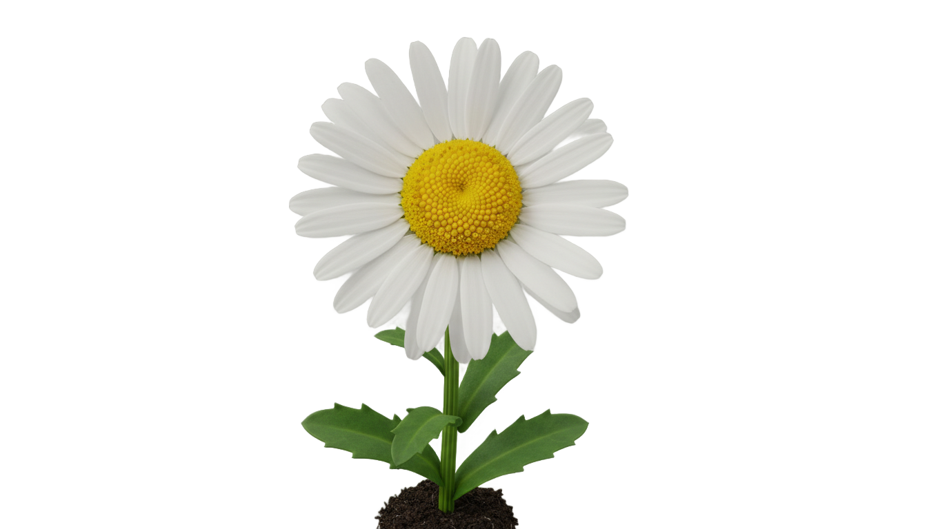 daisy clip art png PNG transparent background