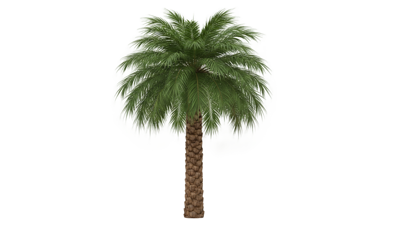 3d palm tree png PNG transparent background