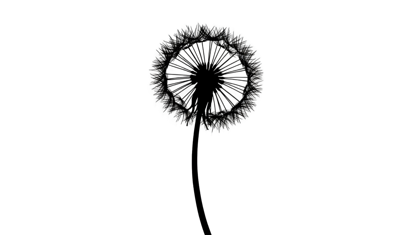 dandelion silhouette png PNG transparent background