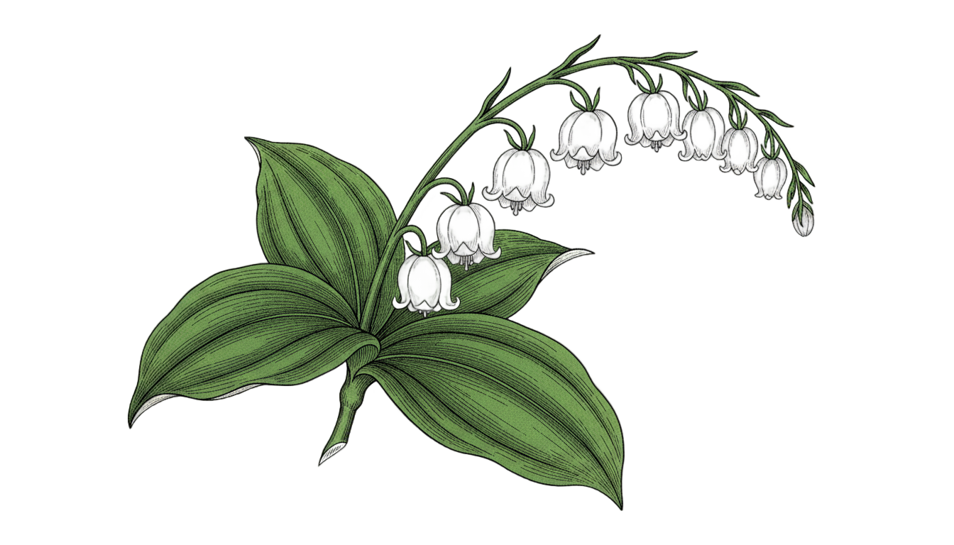lily of the valley drawing png PNG transparent background