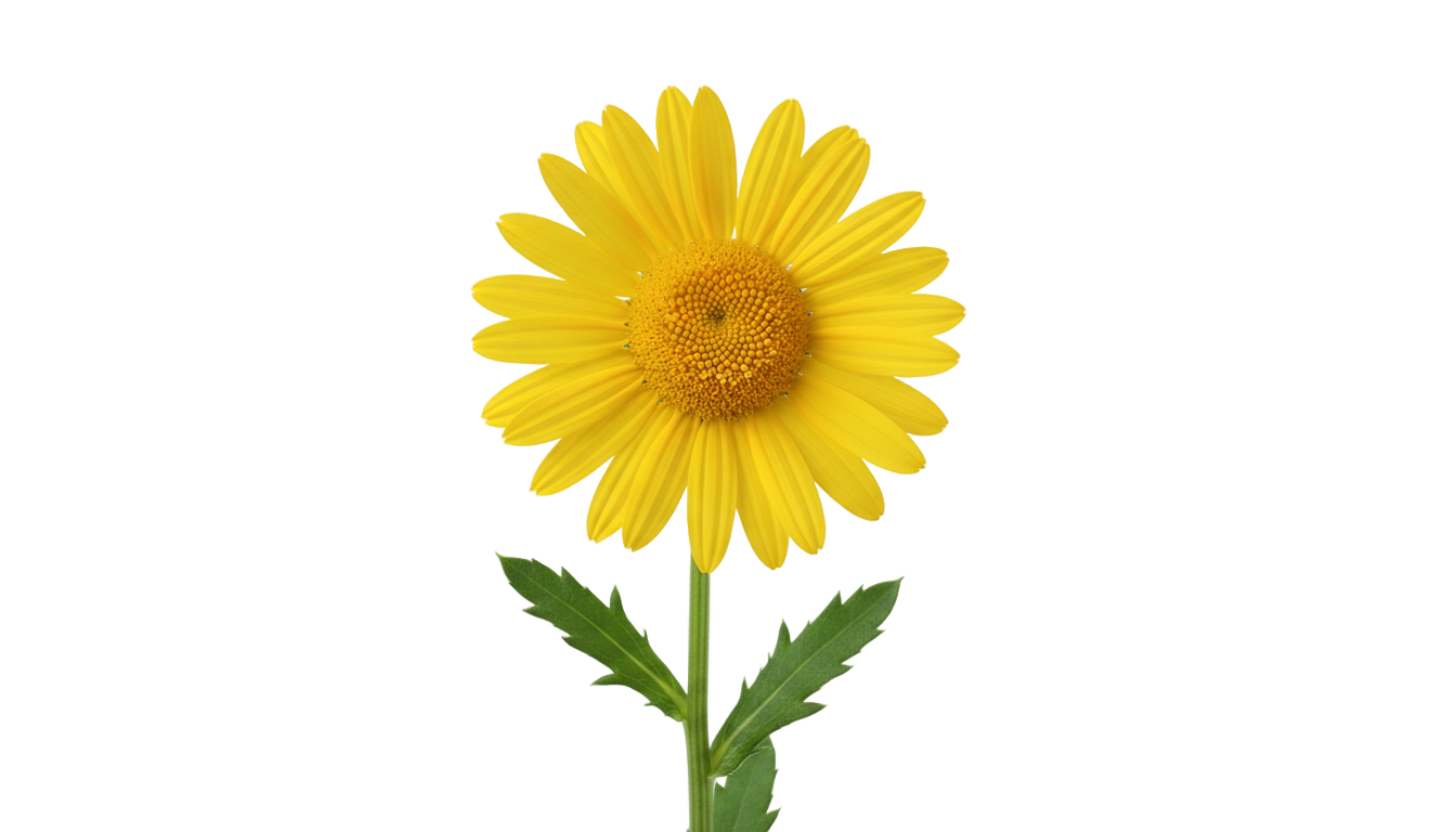 yellow daisy flower png PNG transparent background