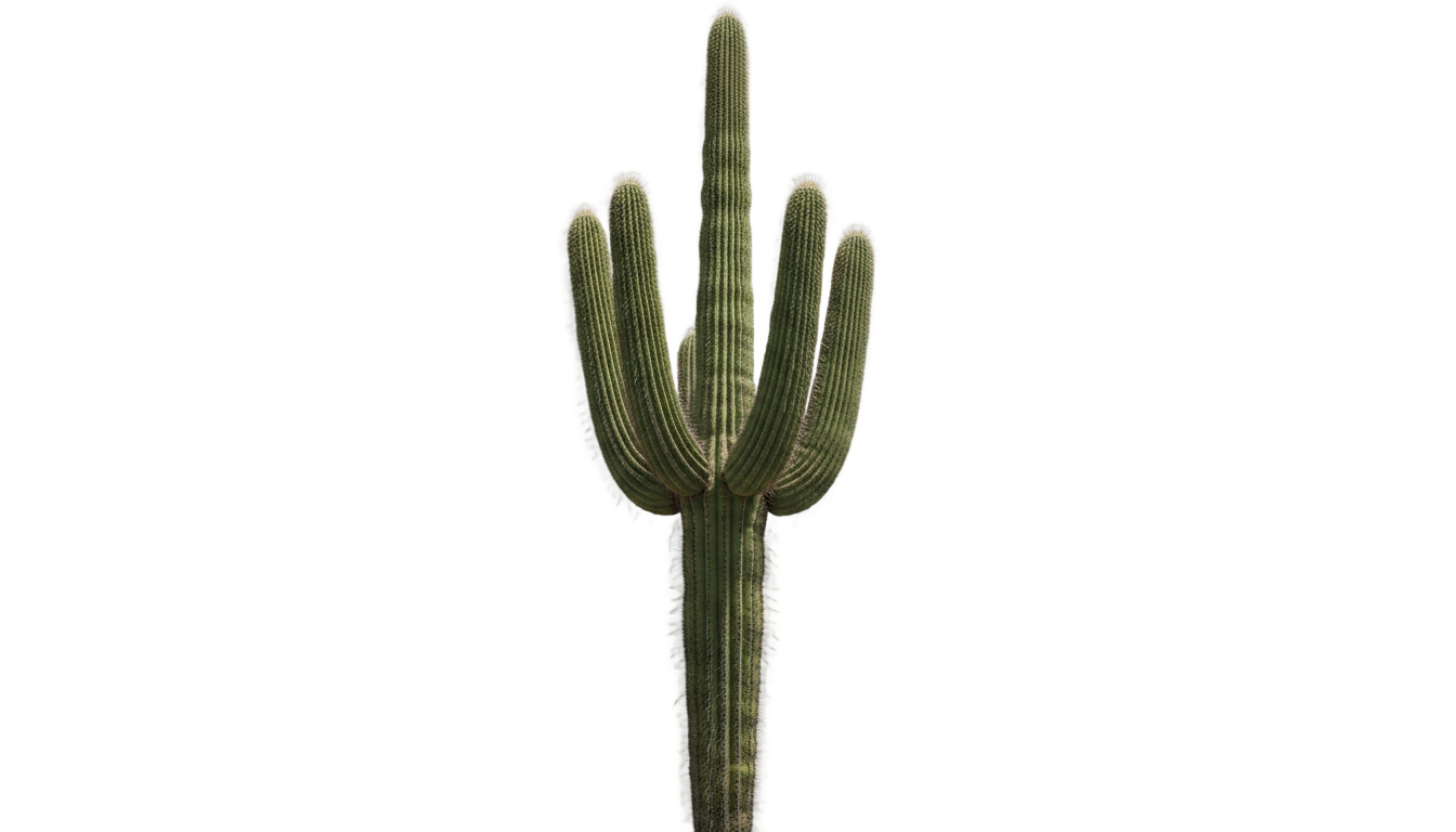 cactus tree png PNG transparent background