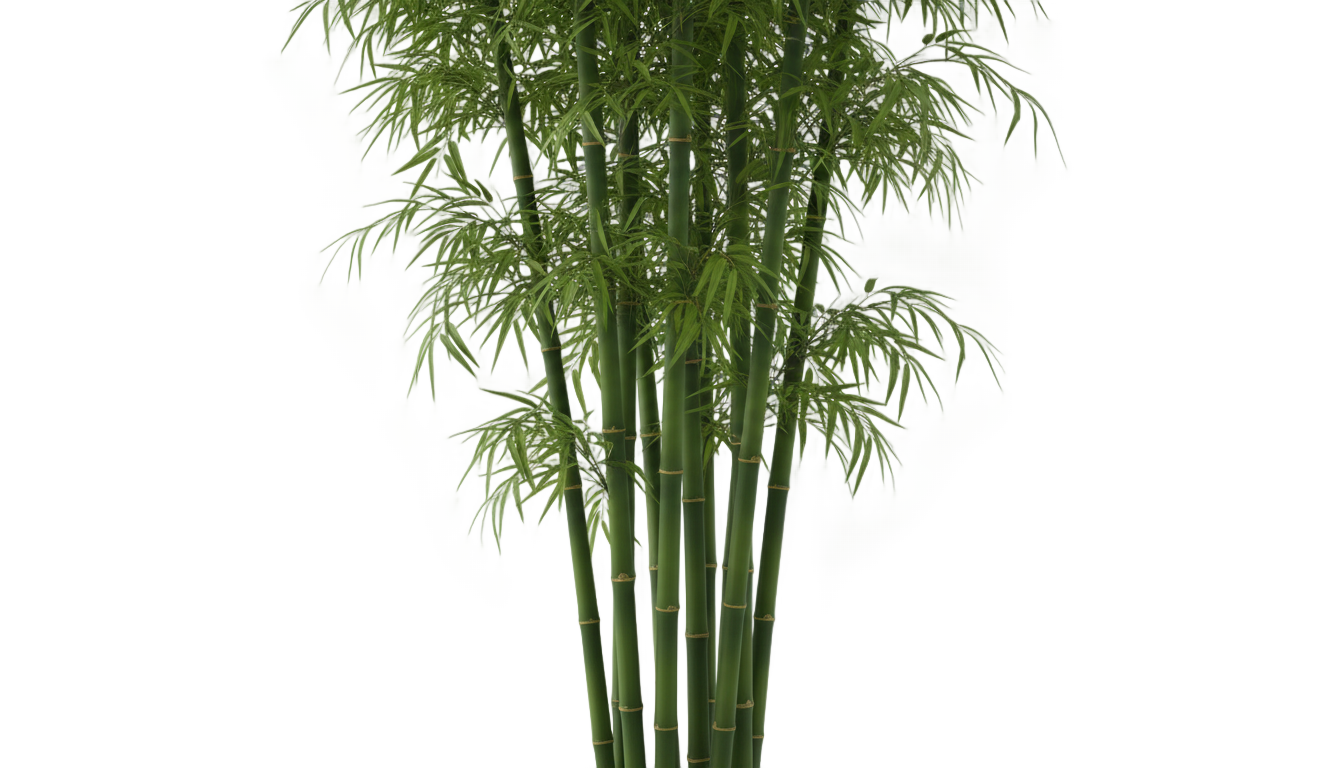 bamboo cut out png PNG transparent background