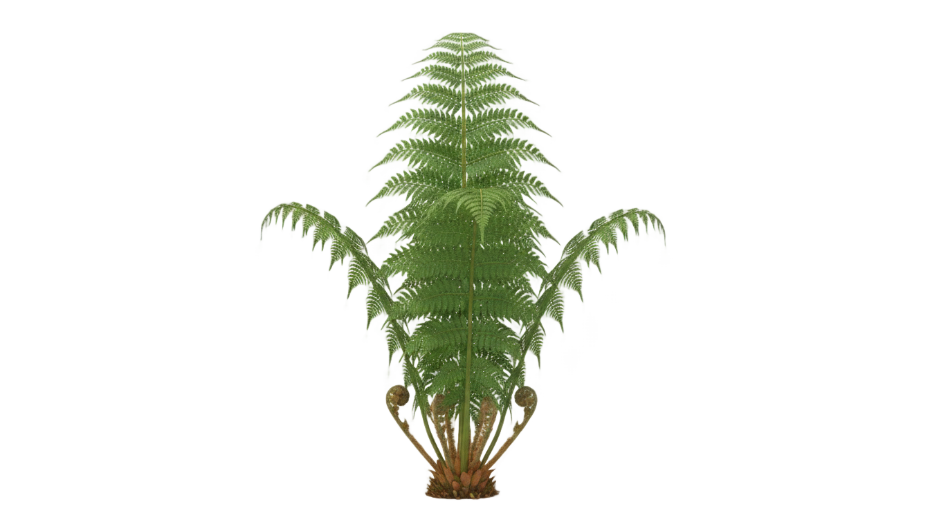fern png vector PNG transparent background