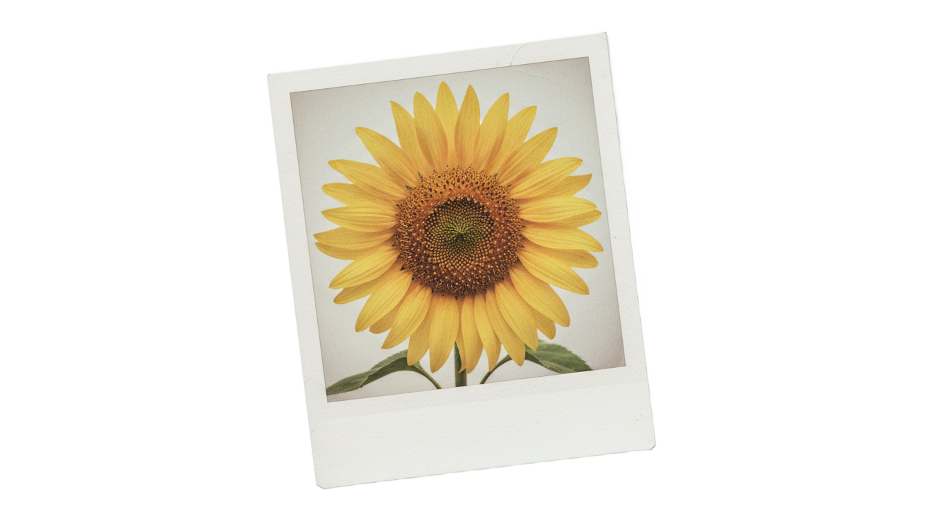 sunflower polaroid png PNG transparent background