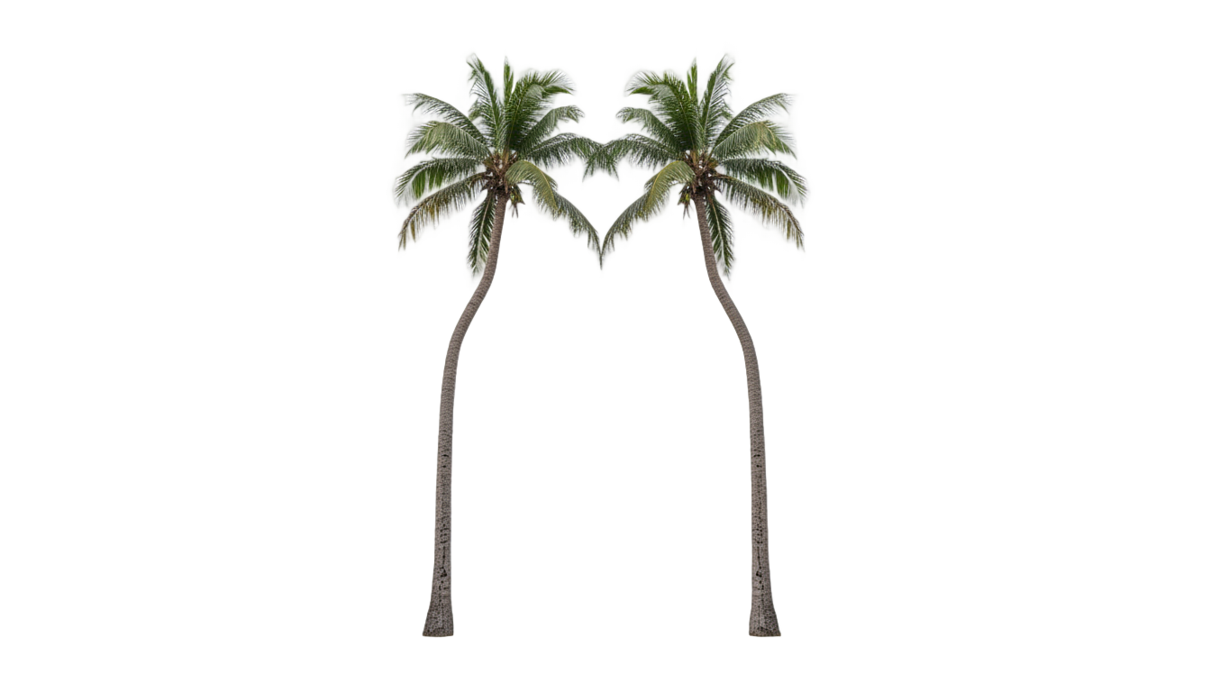 palm tree kiss png PNG transparent background