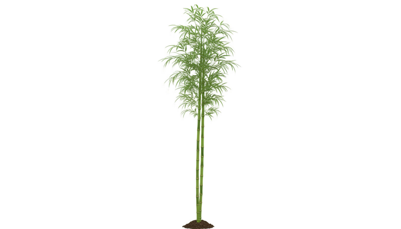 bamboo tree png PNG transparent background