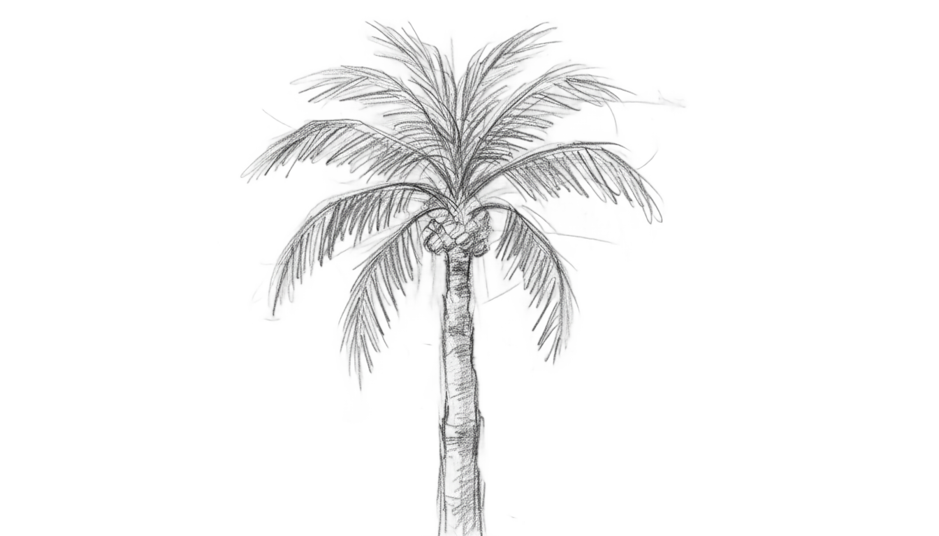 palm tree sketch png PNG transparent background