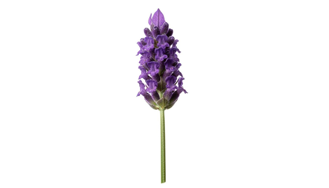 single lavender flower png PNG transparent background