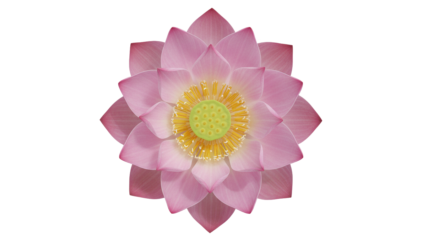 lotus flower top view png PNG transparent background
