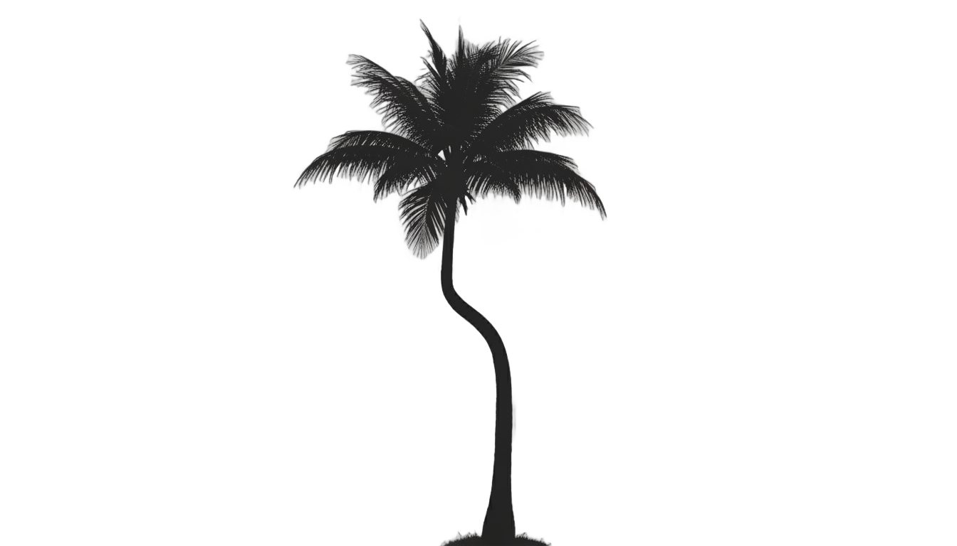 palm tree shadow png PNG transparent background