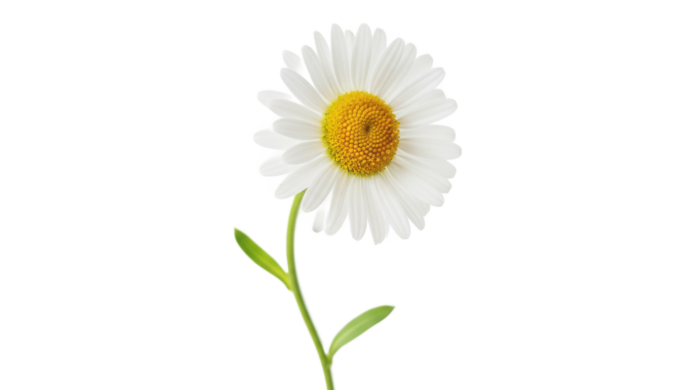 daisy png tumblr PNG transparent background