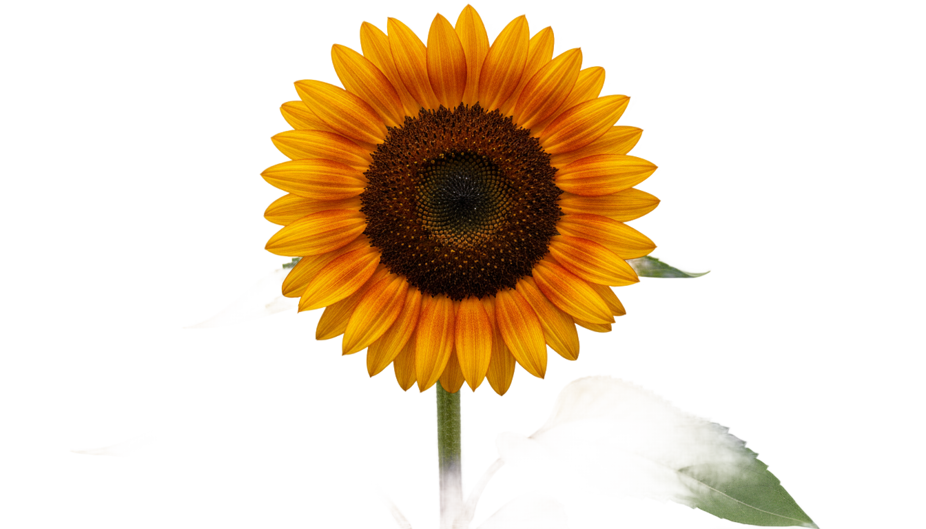 orange sunflower png PNG transparent background