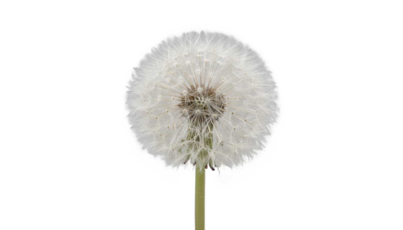 dandelion flower png PNG transparent background