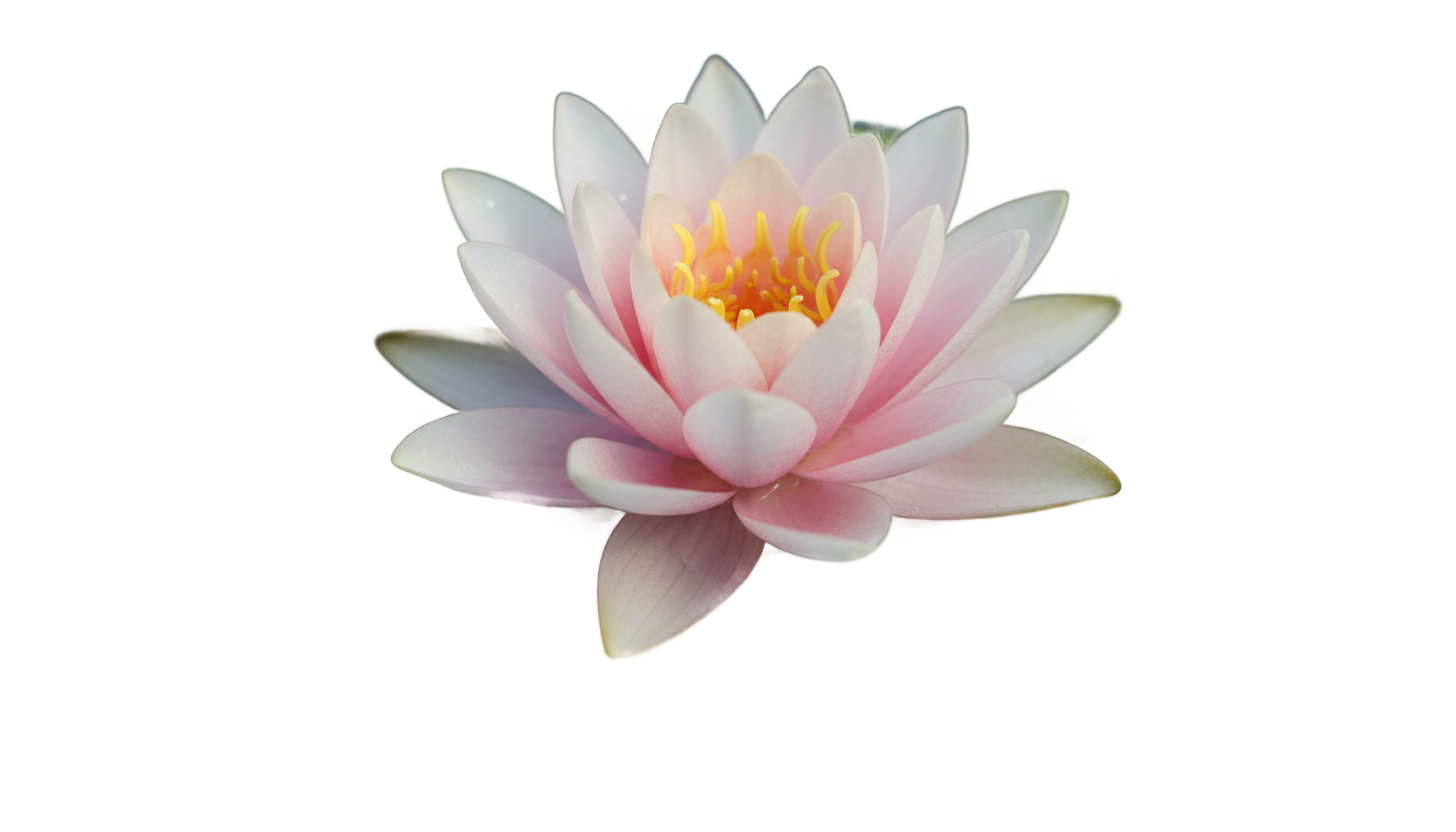 water lily png PNG transparent background