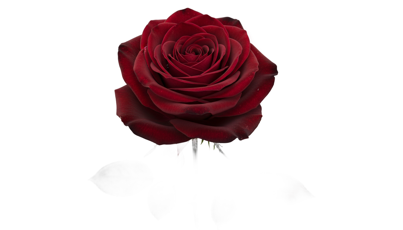 burgundy rose png PNG transparent background