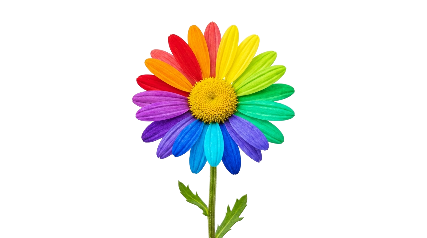 colorful daisy png PNG transparent background