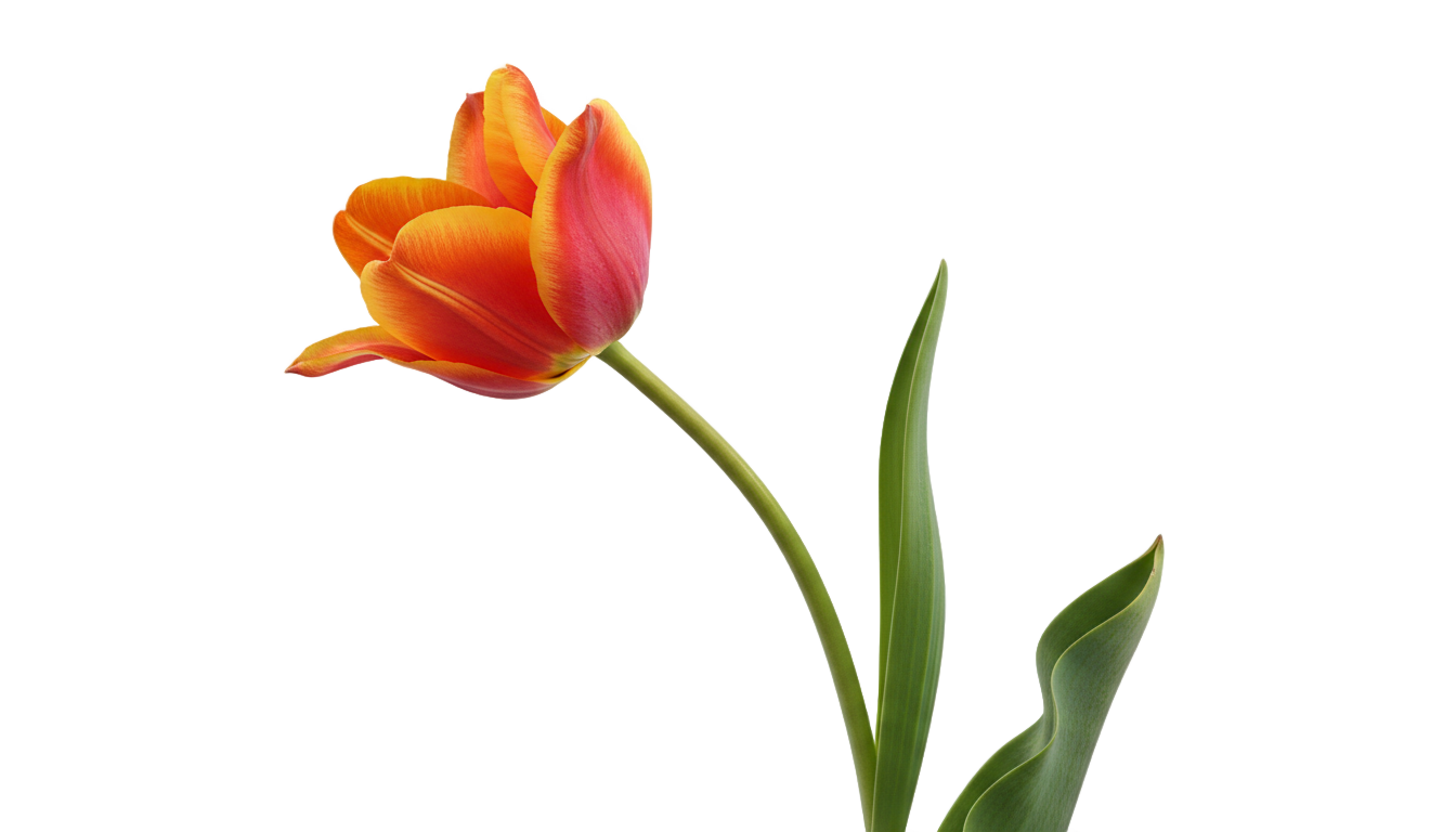 tulip png wallpaper PNG transparent background