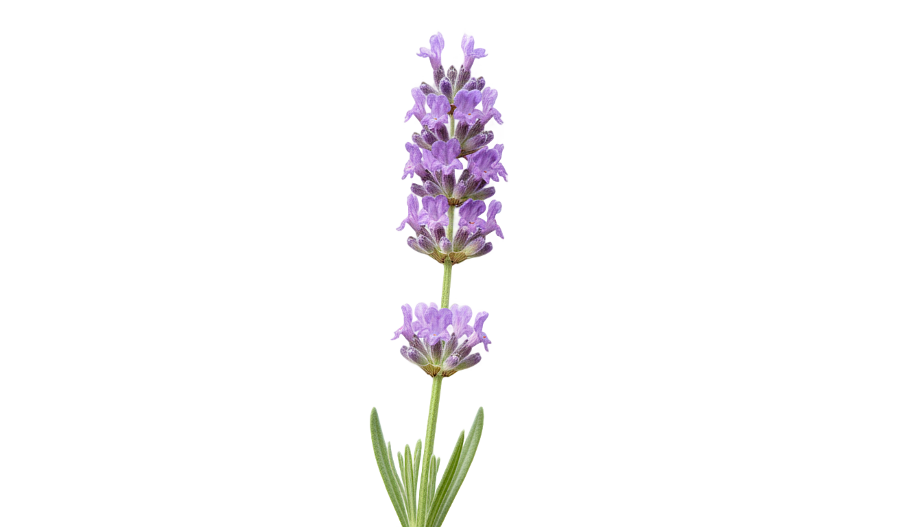 lavender flower png PNG transparent background