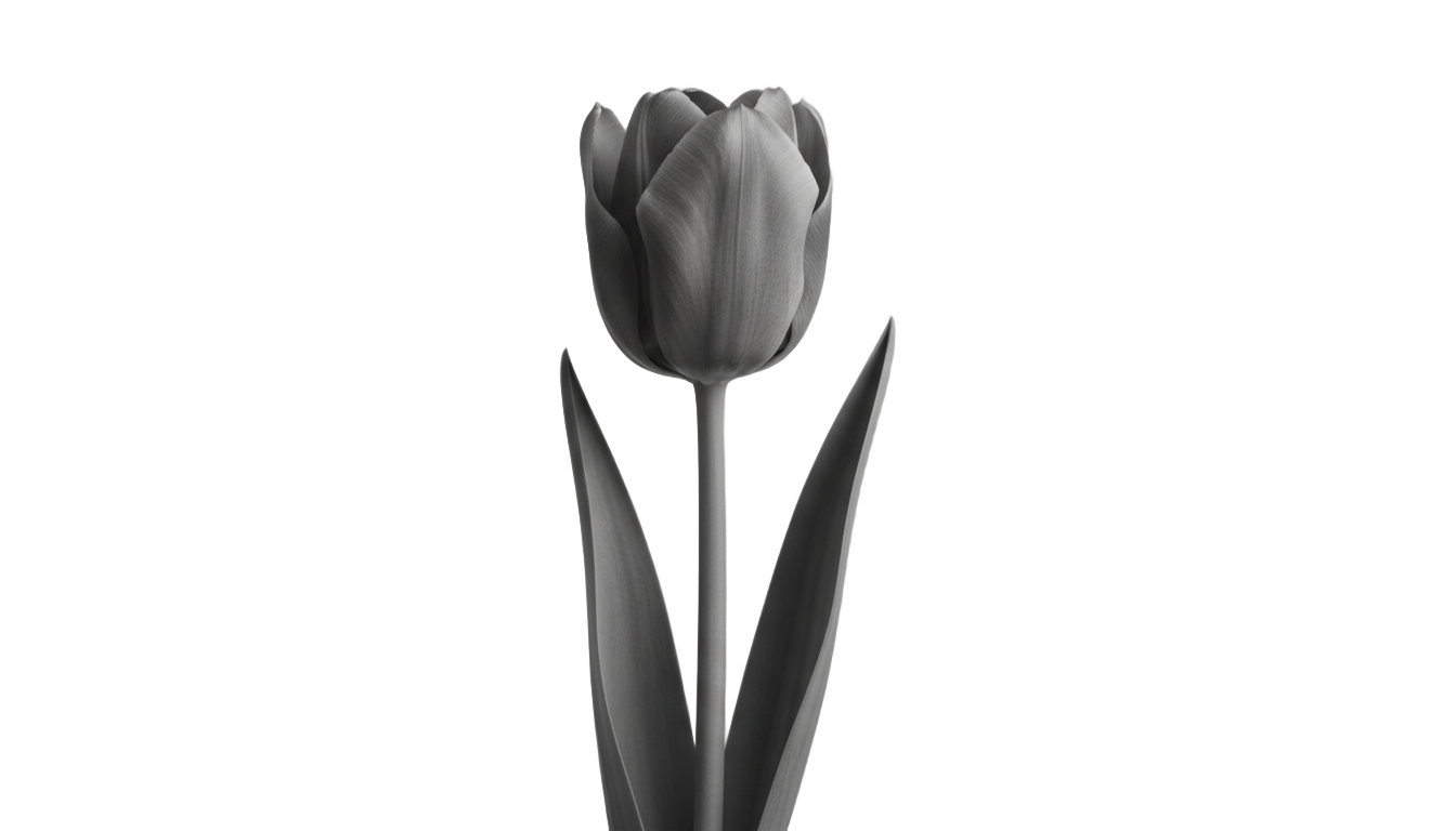 tulip png black and white PNG transparent background