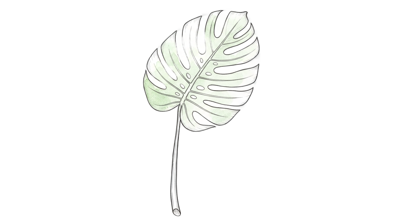 monstera leaf drawing png PNG transparent background
