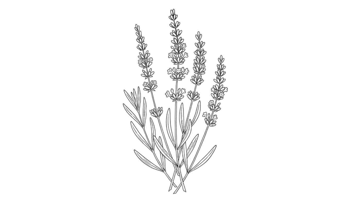 lavender sketch png PNG transparent background