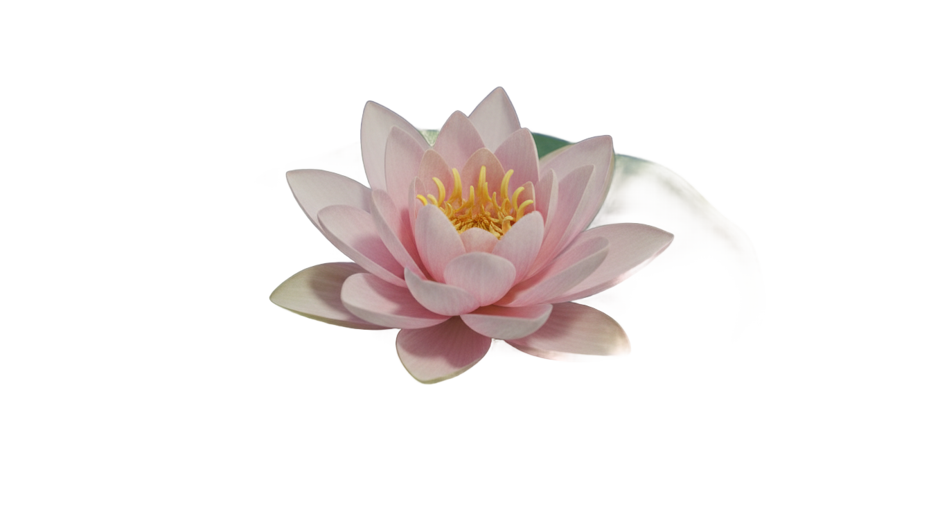 water lily flower png PNG transparent background