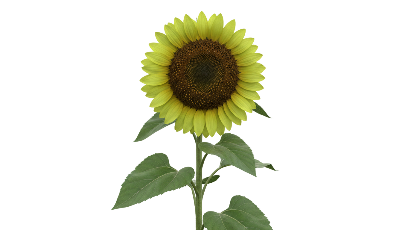 green sunflower png PNG transparent background
