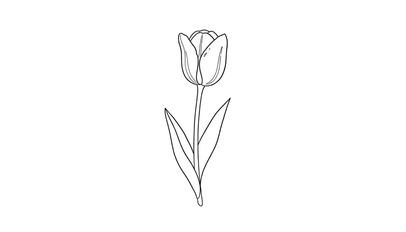 tulip outline png PNG transparent background