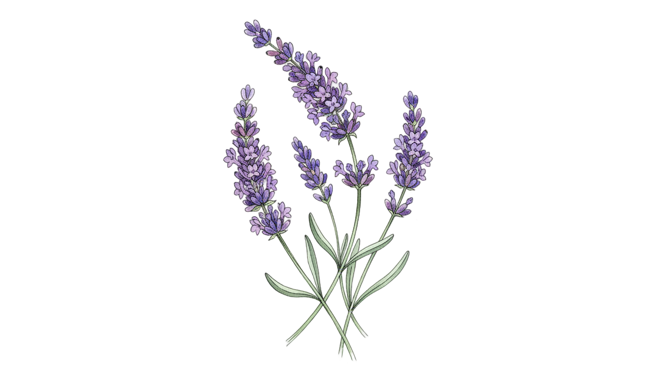 lavender clipart png PNG transparent background