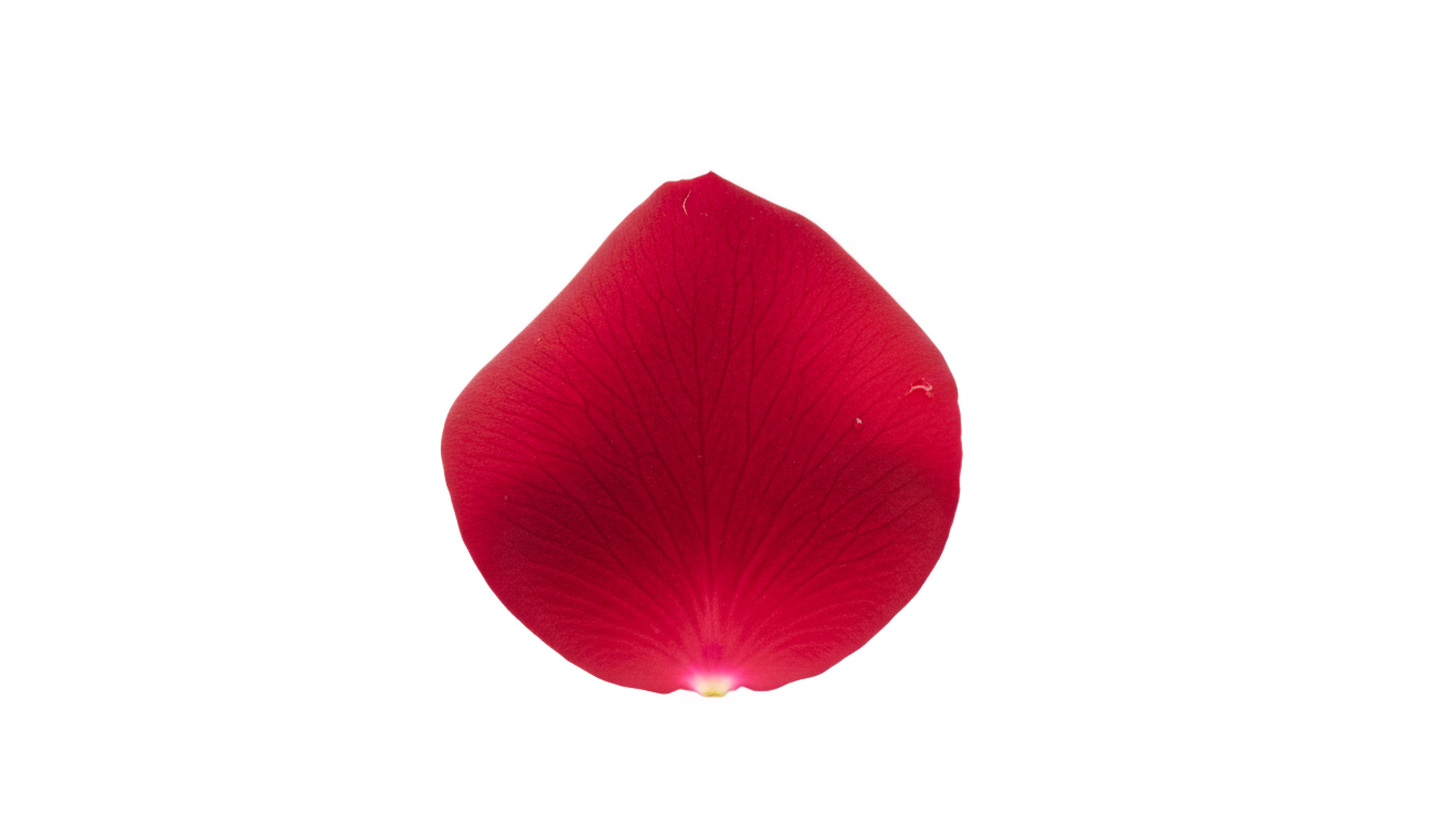 single rose petal png PNG transparent background