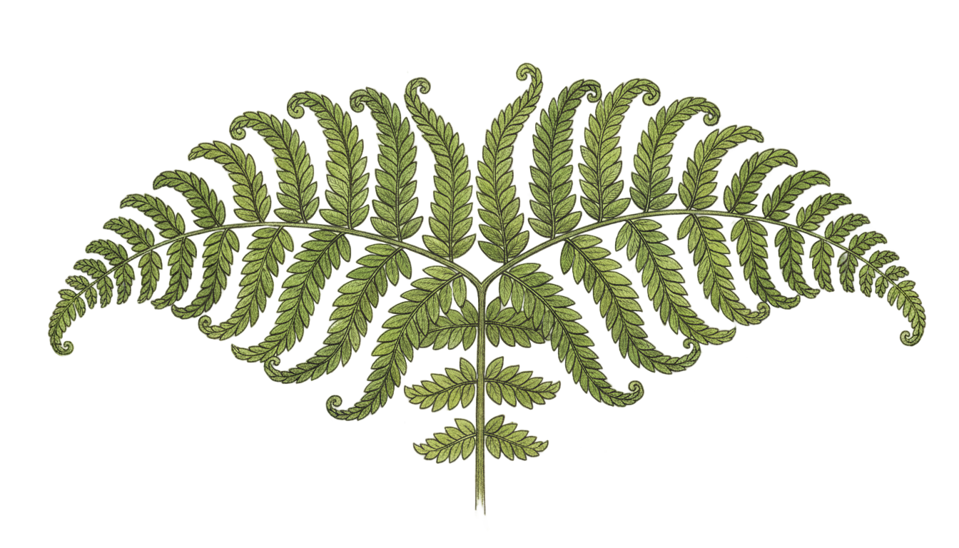 fern drawing png PNG transparent background