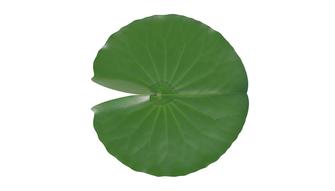lily pad top view png PNG transparent background