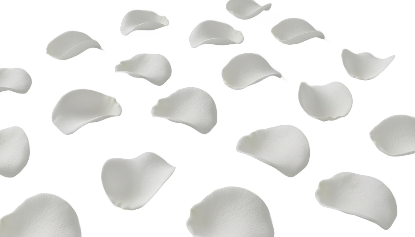white rose petals png PNG transparent background