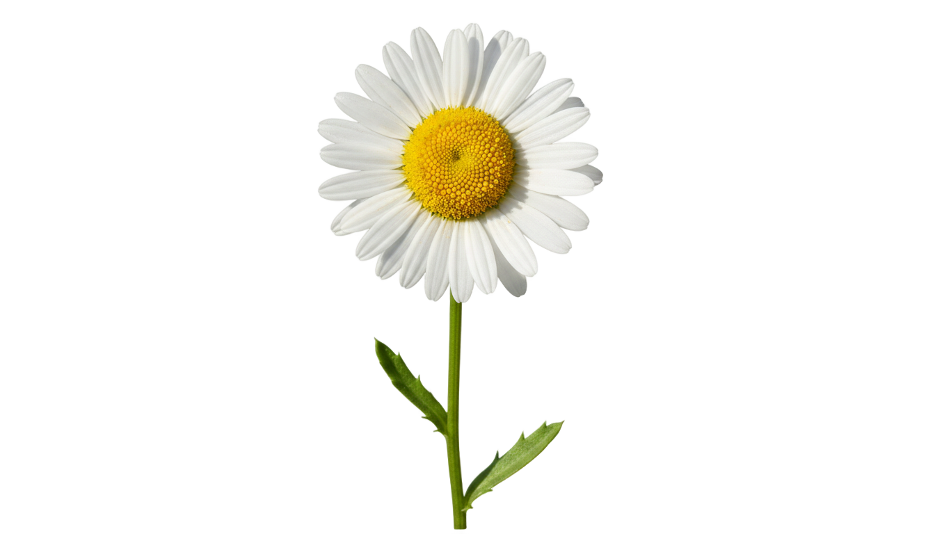 daisy illustration png PNG transparent background