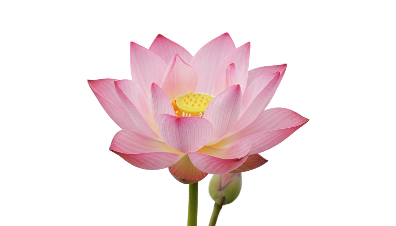 real lotus flower png PNG transparent background